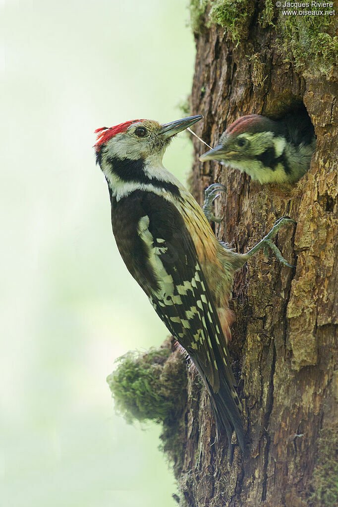 Middle Spotted Woodpeckeradult breeding, Reproduction-nesting