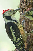 Middle Spotted Woodpecker