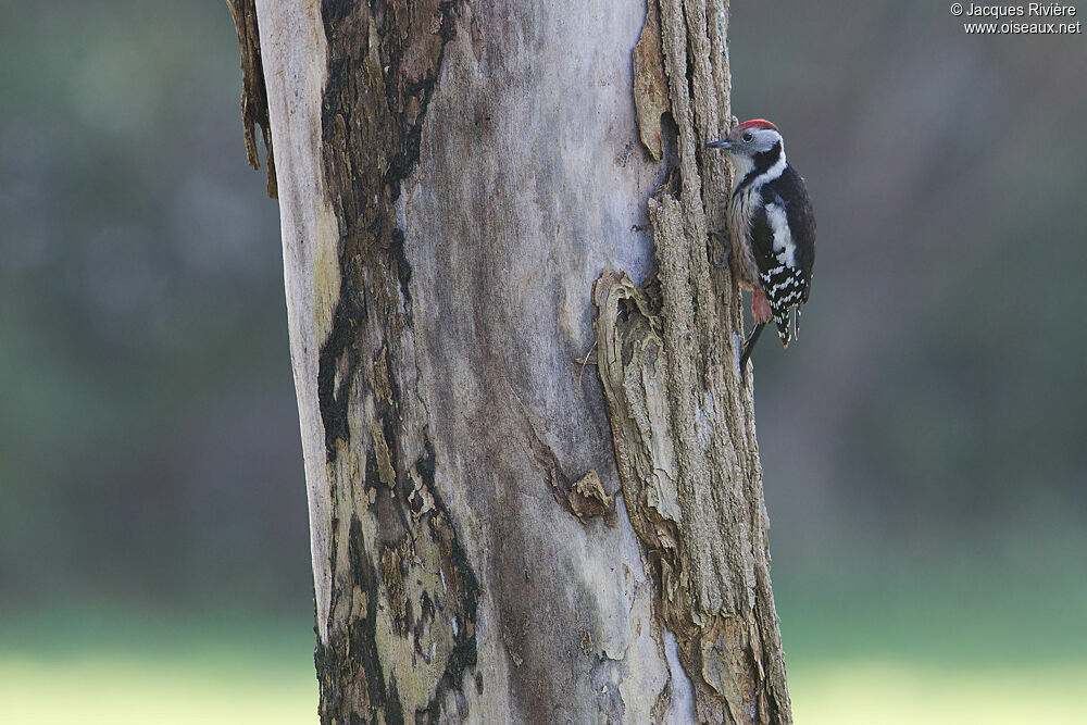 Middle Spotted Woodpecker