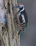 Middle Spotted Woodpecker