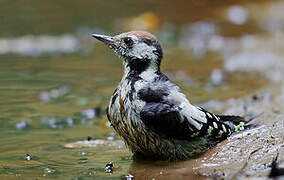 Middle Spotted Woodpecker