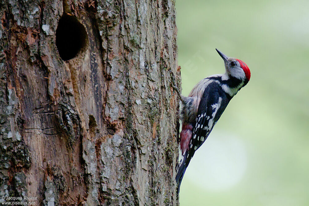 Middle Spotted Woodpecker