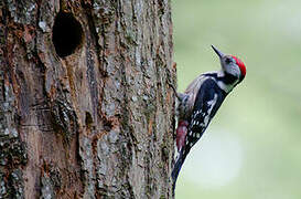 Middle Spotted Woodpecker