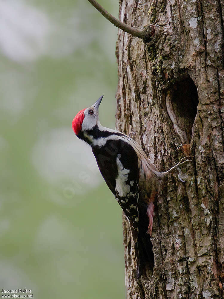 Middle Spotted Woodpeckeradult breeding, Reproduction-nesting