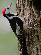 Middle Spotted Woodpecker