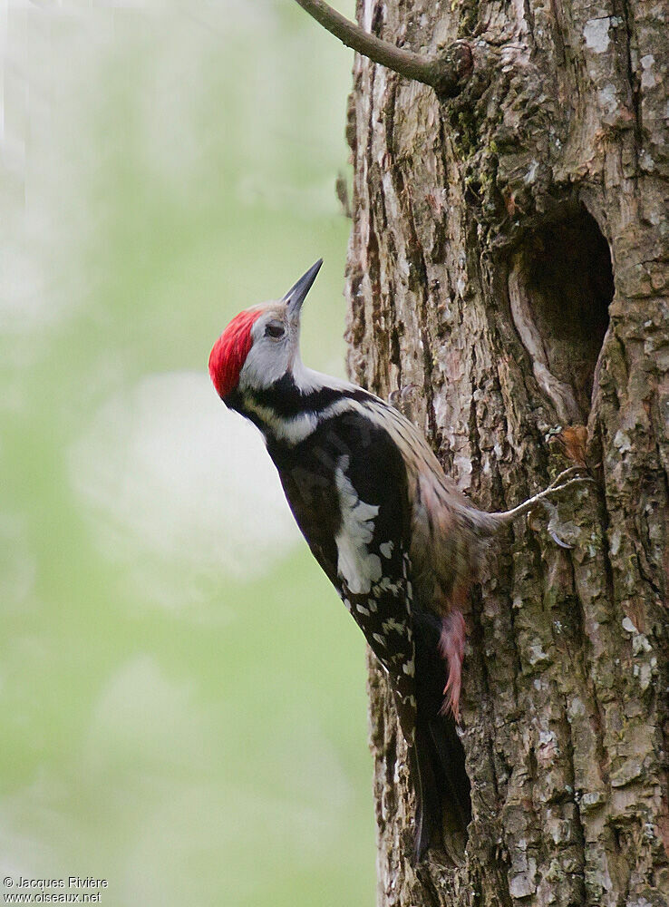 Middle Spotted Woodpeckeradult breeding, Reproduction-nesting