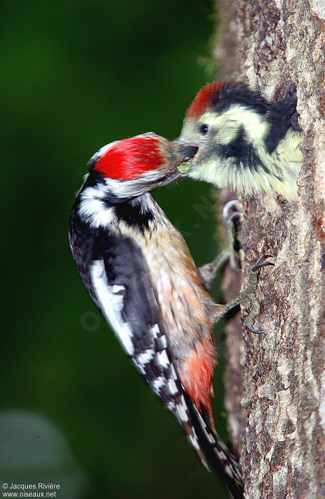 Middle Spotted Woodpeckeradult breeding, Reproduction-nesting