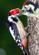 Middle Spotted Woodpecker