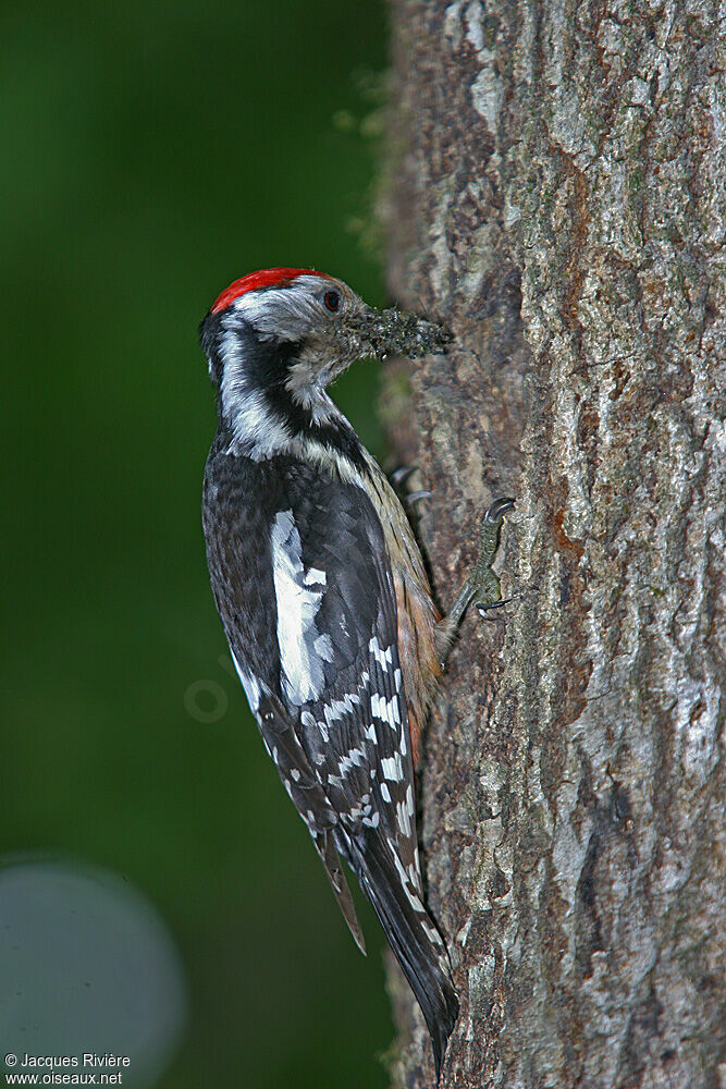 Middle Spotted Woodpeckeradult breeding, Reproduction-nesting