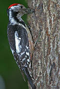 Middle Spotted Woodpecker