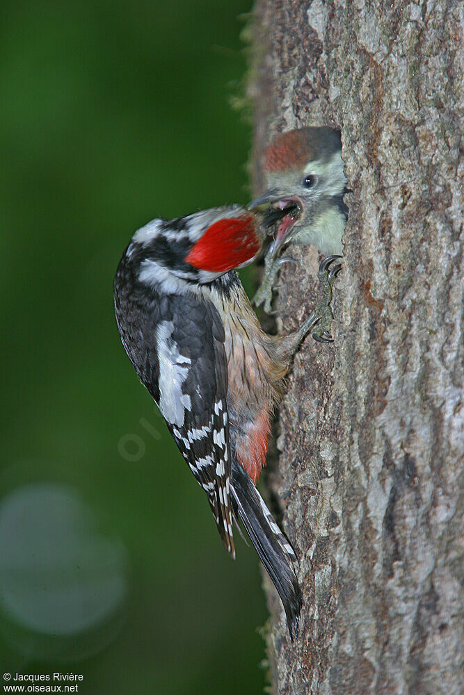 Middle Spotted Woodpeckeradult breeding, Reproduction-nesting