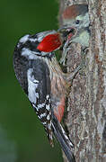 Middle Spotted Woodpecker