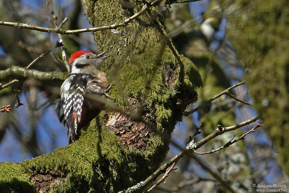 Middle Spotted Woodpeckeradult breeding, Behaviour