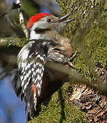 Middle Spotted Woodpecker