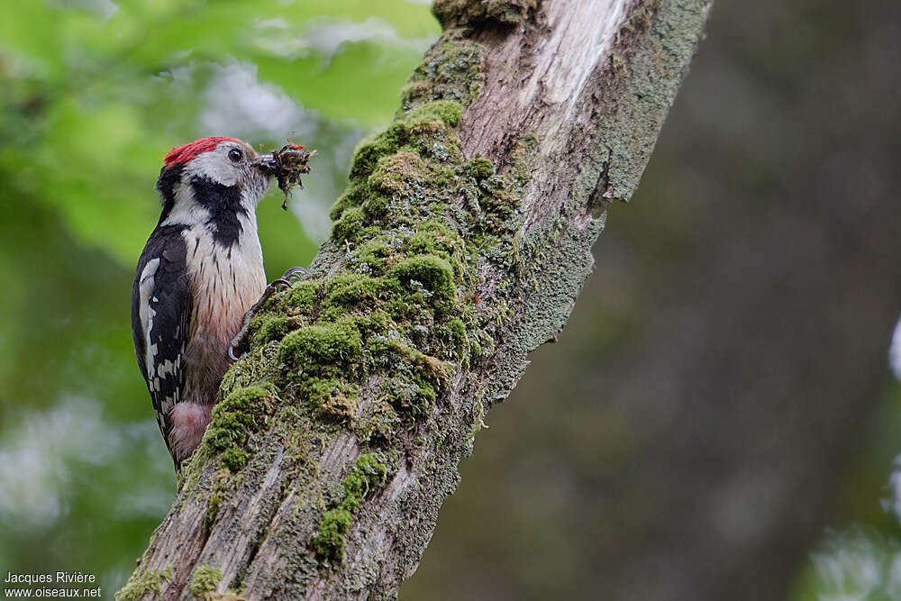 Middle Spotted Woodpeckeradult, feeding habits, Reproduction-nesting