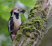 Middle Spotted Woodpecker