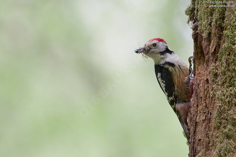 Middle Spotted Woodpeckeradult breeding, Reproduction-nesting