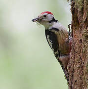 Middle Spotted Woodpecker