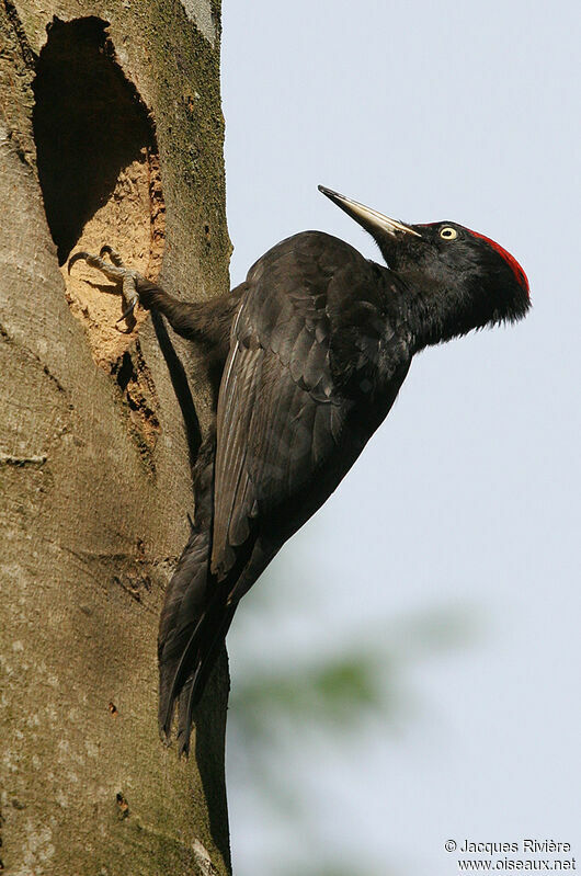 Black Woodpecker male adult, Reproduction-nesting