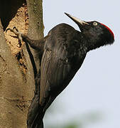 Black Woodpecker