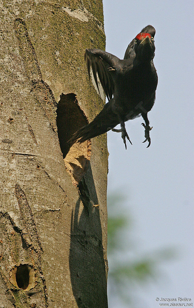 Black Woodpecker male adult breeding, Reproduction-nesting