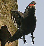 Black Woodpecker