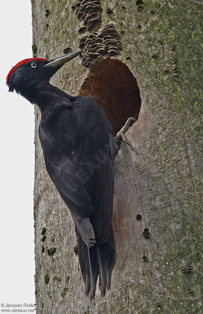 Black Woodpecker male adult breeding, Reproduction-nesting