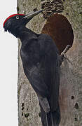 Black Woodpecker