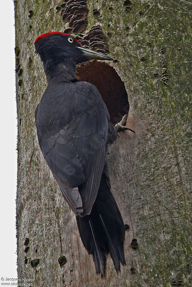 Black Woodpecker male adult breeding, Reproduction-nesting