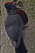 Black Woodpecker