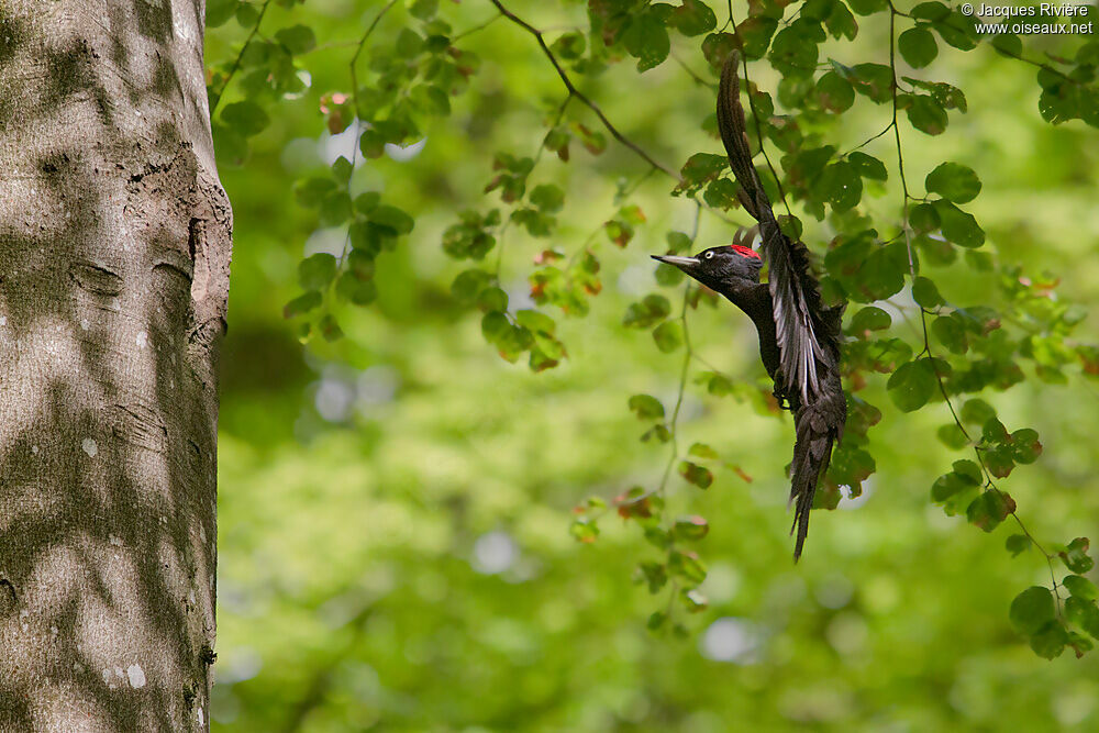 Black Woodpecker female adult breeding, Flight