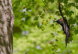 Black Woodpecker