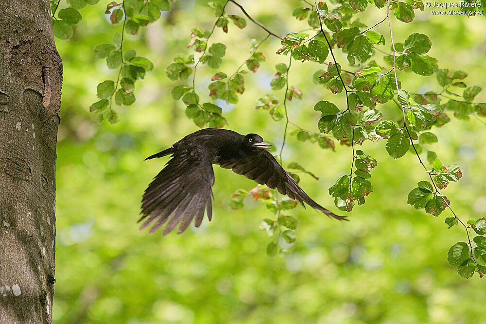 Black Woodpecker female adult breeding, Flight