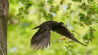 Black Woodpecker