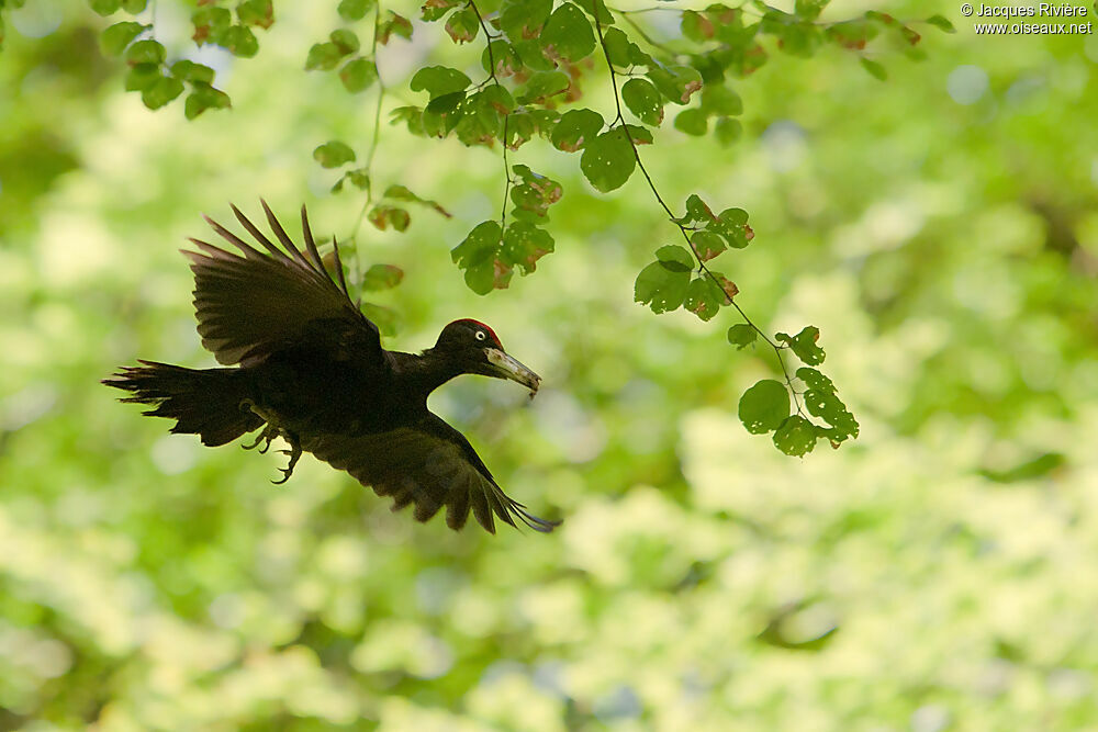 Black Woodpecker male adult breeding, Flight