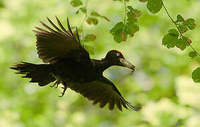 Black Woodpecker