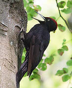 Black Woodpecker