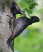 Black Woodpecker