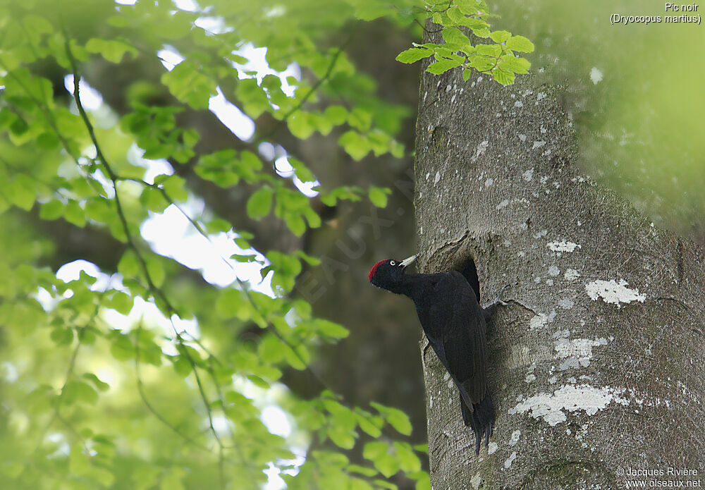 Black Woodpecker male adult breeding, identification, Reproduction-nesting