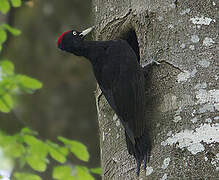 Black Woodpecker