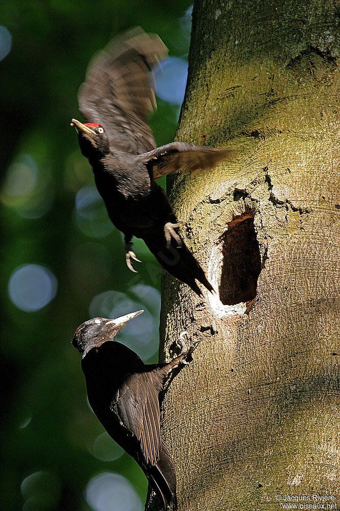 Black Woodpeckeradult breeding, Reproduction-nesting