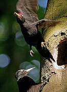 Black Woodpecker