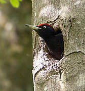 Black Woodpecker