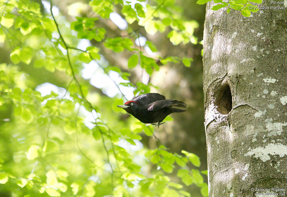 Black Woodpecker male adult breeding, identification, Flight, Reproduction-nesting