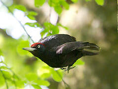 Black Woodpecker