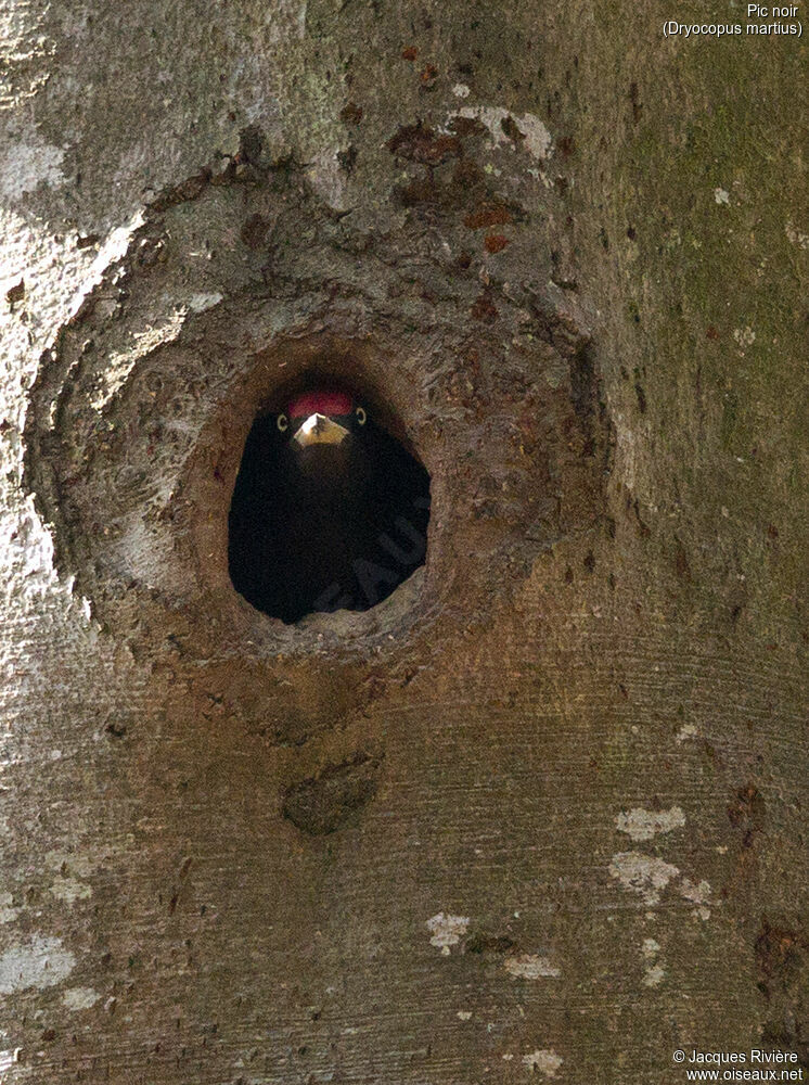 Black Woodpecker male adult breeding, identification, Reproduction-nesting