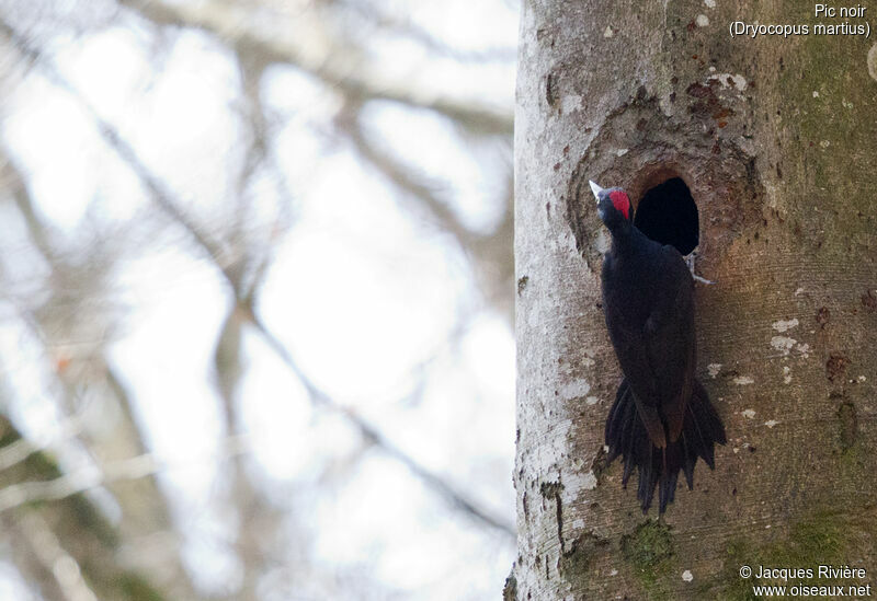 Black Woodpecker female adult breeding, identification, Reproduction-nesting