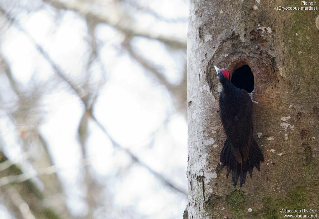 Black Woodpecker female adult breeding, identification, Reproduction-nesting