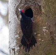 Black Woodpecker