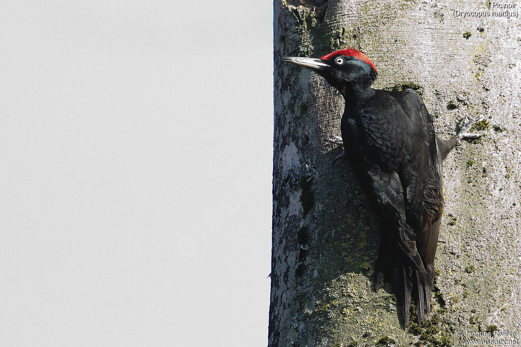 Black Woodpecker male adult, identification, Reproduction-nesting